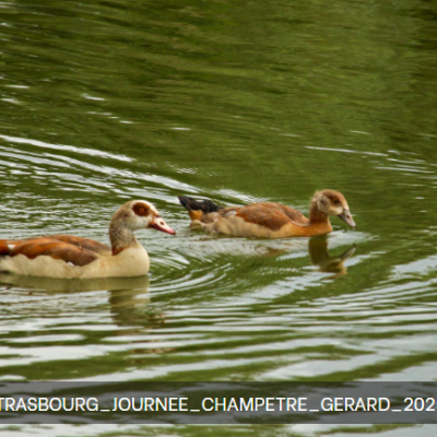 Canard